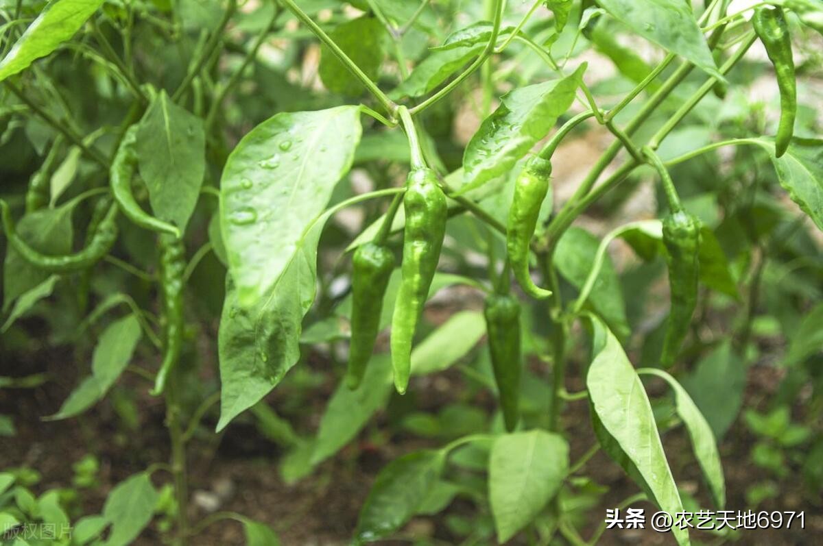 辣椒叶面出现发黄斑点是什么原因,辣椒黄叶卷叶生斑点怎么防治