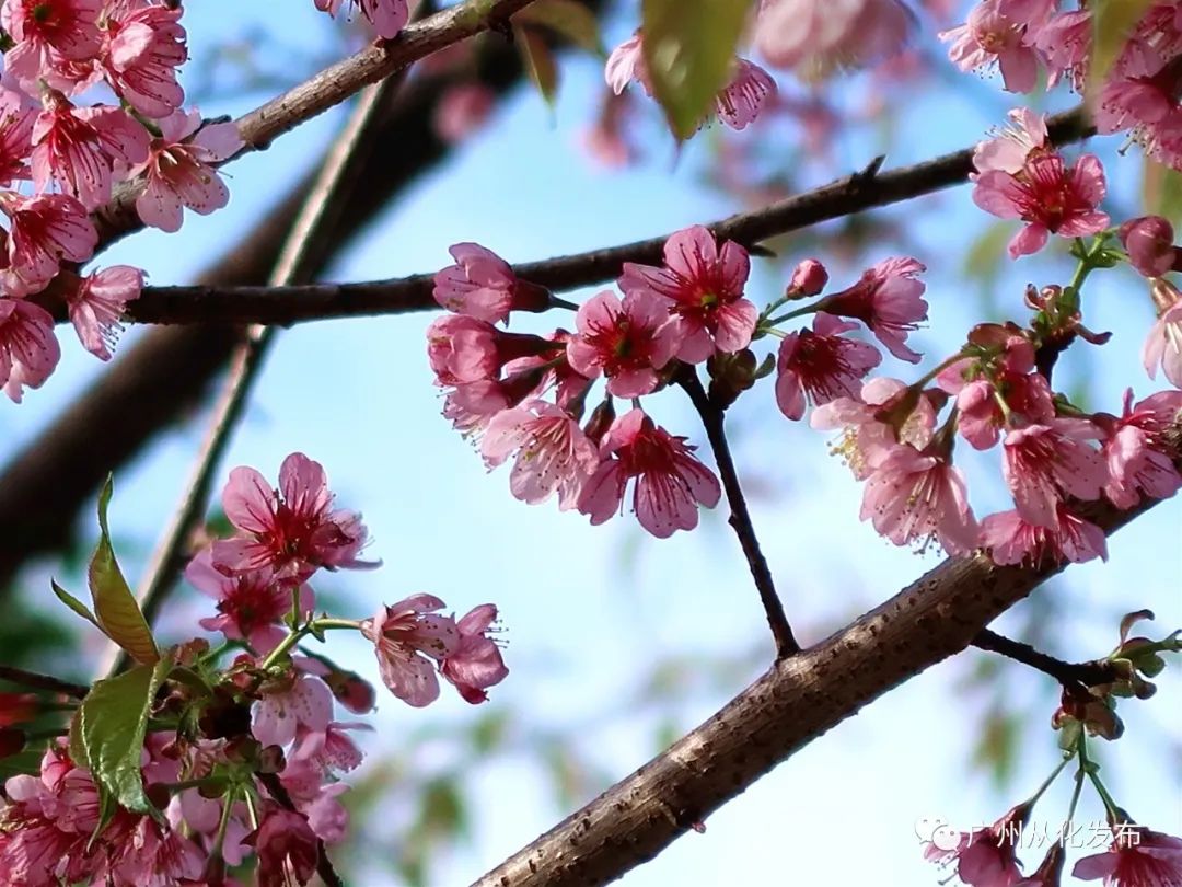 新春攻略生肖派对,新年怎么玩好玩