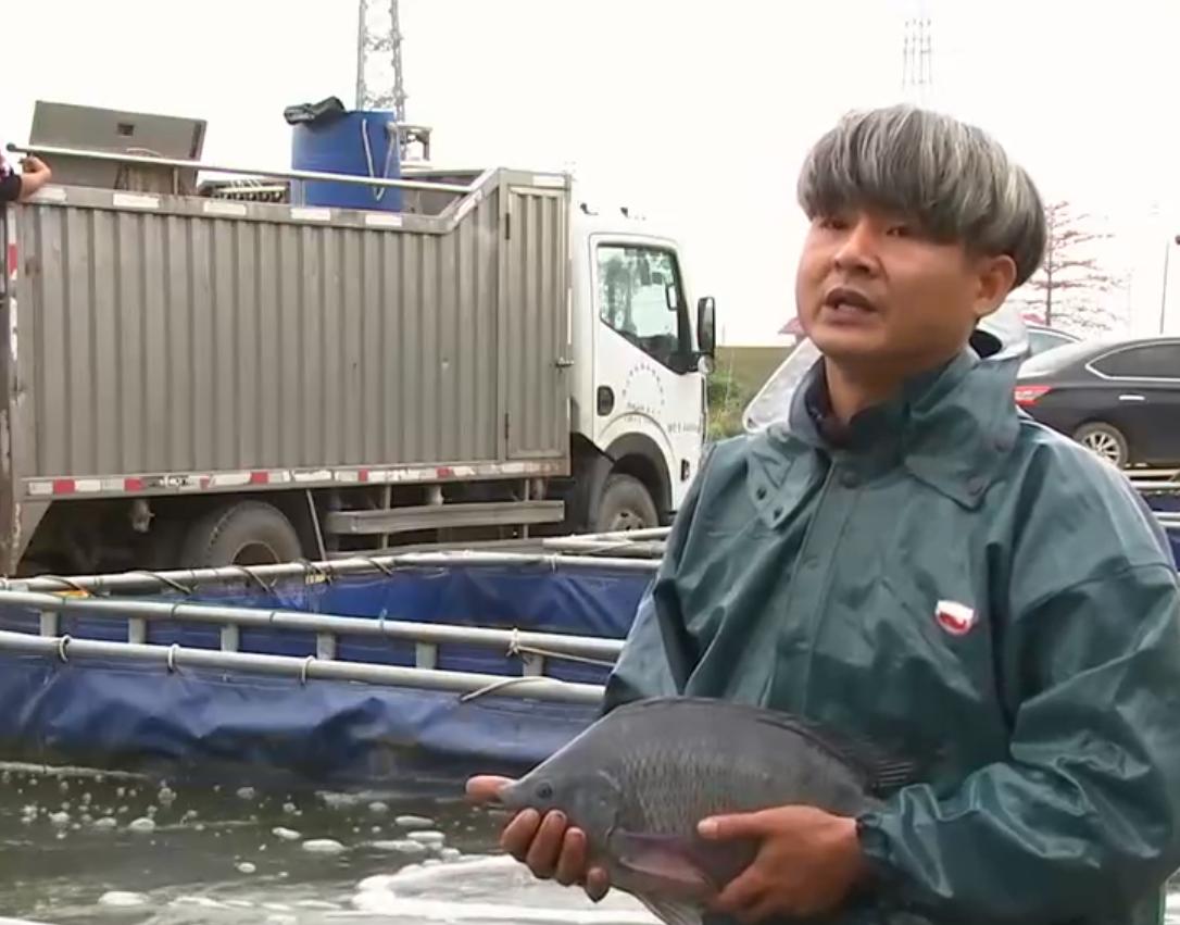 养殖罗非鱼一年赚500万,凤台县大棚养殖罗非鱼