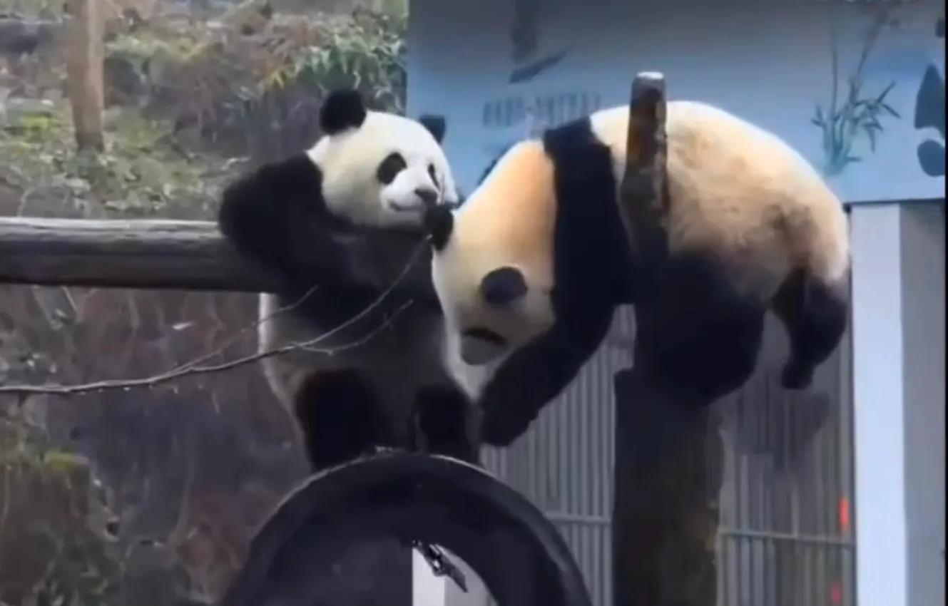 考古爱宝,考古爱宝的童年经历