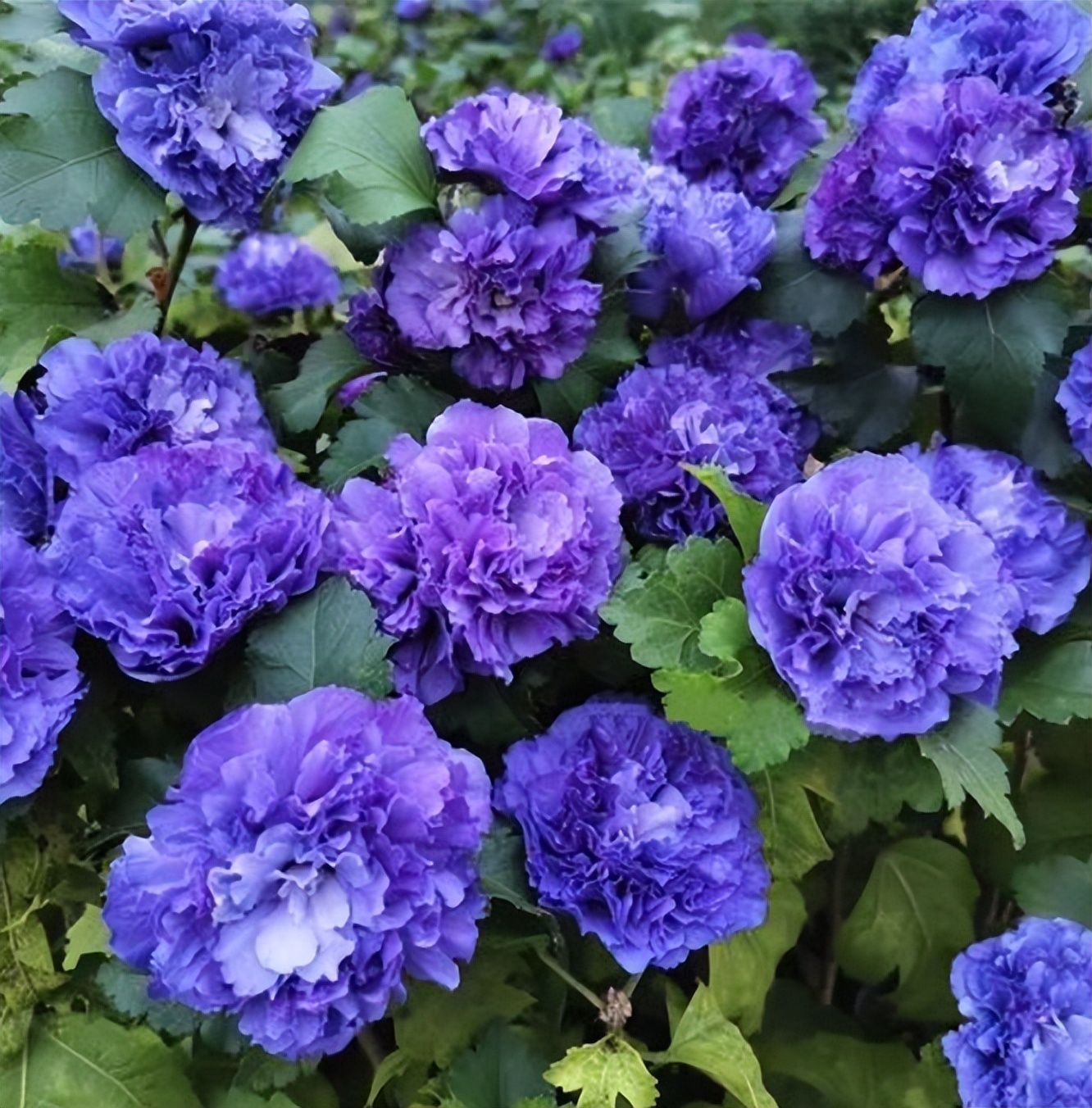 推荐几种颜值高又好养的室内花卉,8种容易开花又好养的庭院花卉