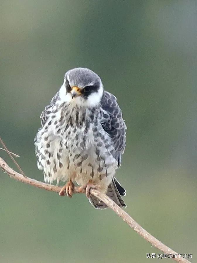 红脚隼叫声,红脚隼