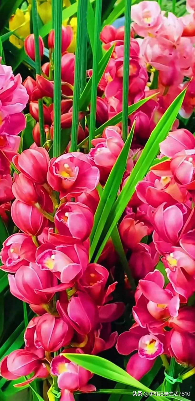 蕙兰花图片欣赏,叶子宽的黄花大蕙兰图片