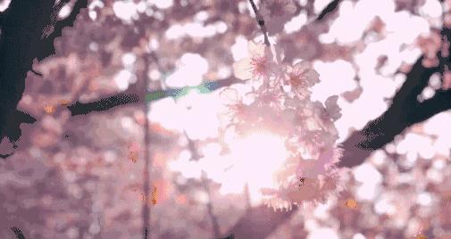 日本最佳赏樱时间表,日本将取消入境人数限制