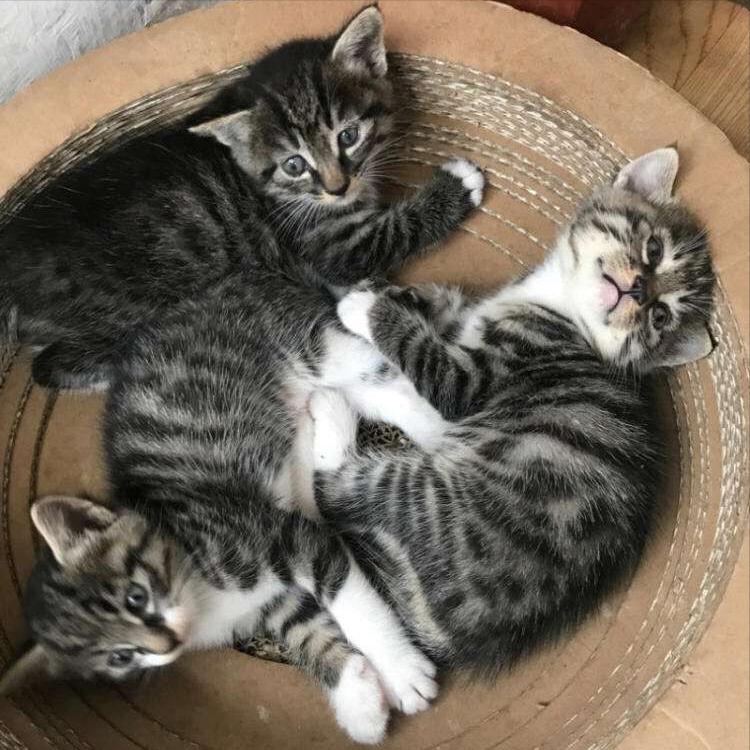 为什么狸花猫在国外受欢迎呢,狸花猫在中国怎么那么便宜