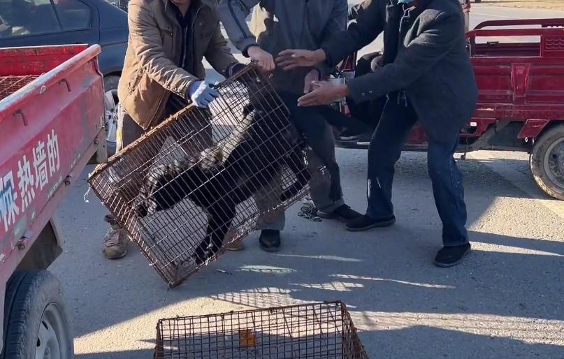 拉布拉多被卖入狗肉车的视频,拉布拉多被卖狗市