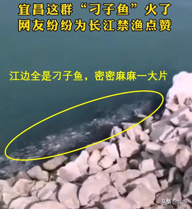 宜昌水位下降，大量刁子鱼搁浅岸边，长江护渔：标志性鱼群出现