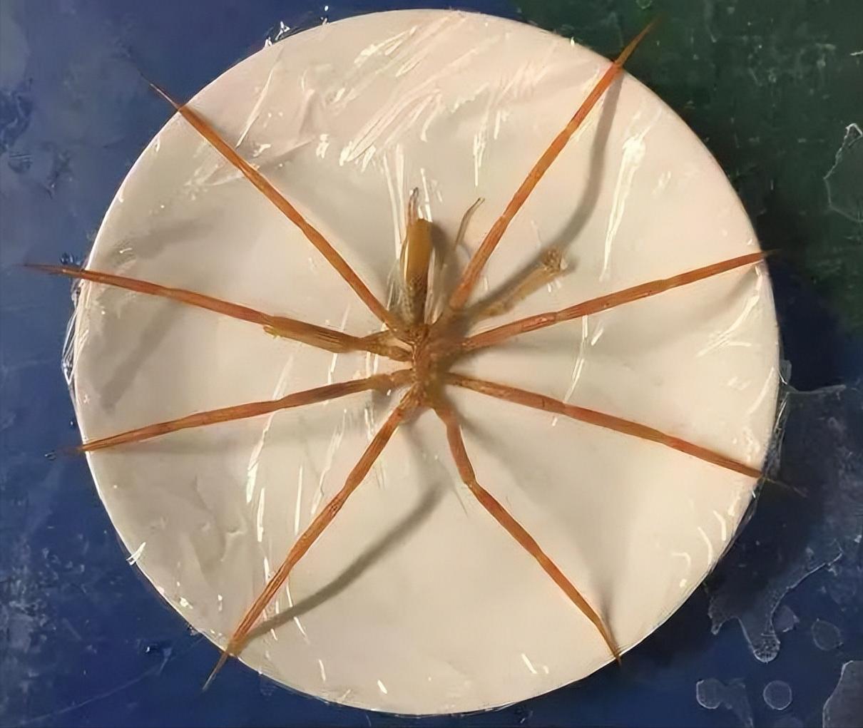 海蜘蛛真的没有天敌吗,海蜘蛛怎么存活45亿年的