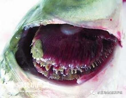 淡水鱼烂鳃怎么治疗,观赏鱼烂鳃病最佳治疗方法