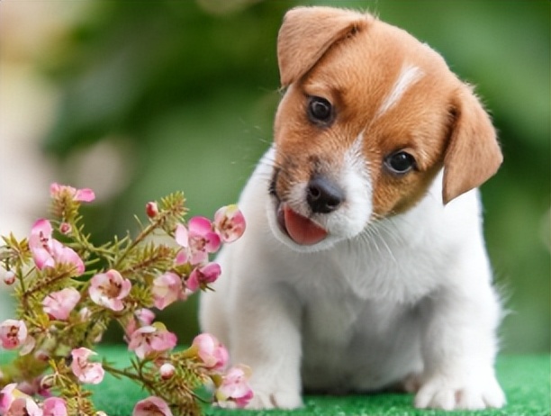 狗狗突然到处舔是怎么回事,狗狗舔别的狗的尿会传染狂犬病吗