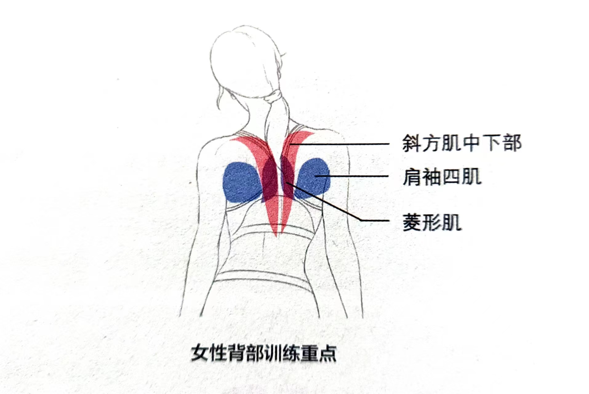 几个动作练掉含胸驼背虎背熊腰,怎样锻炼背部虎背熊腰