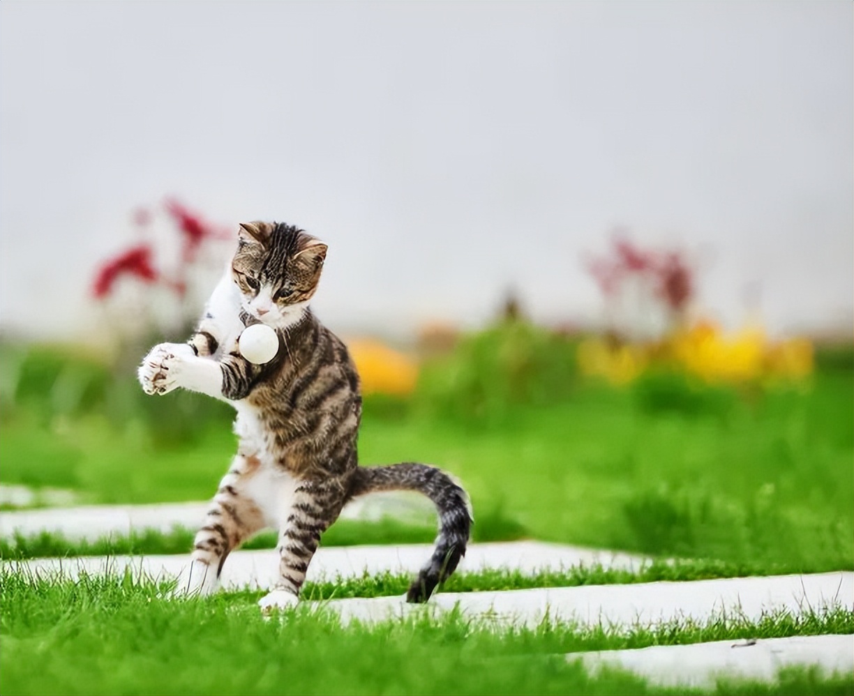 科学养猫攻略之新手养猫注意事项,猫怎么养新手养猫需注意4大问题