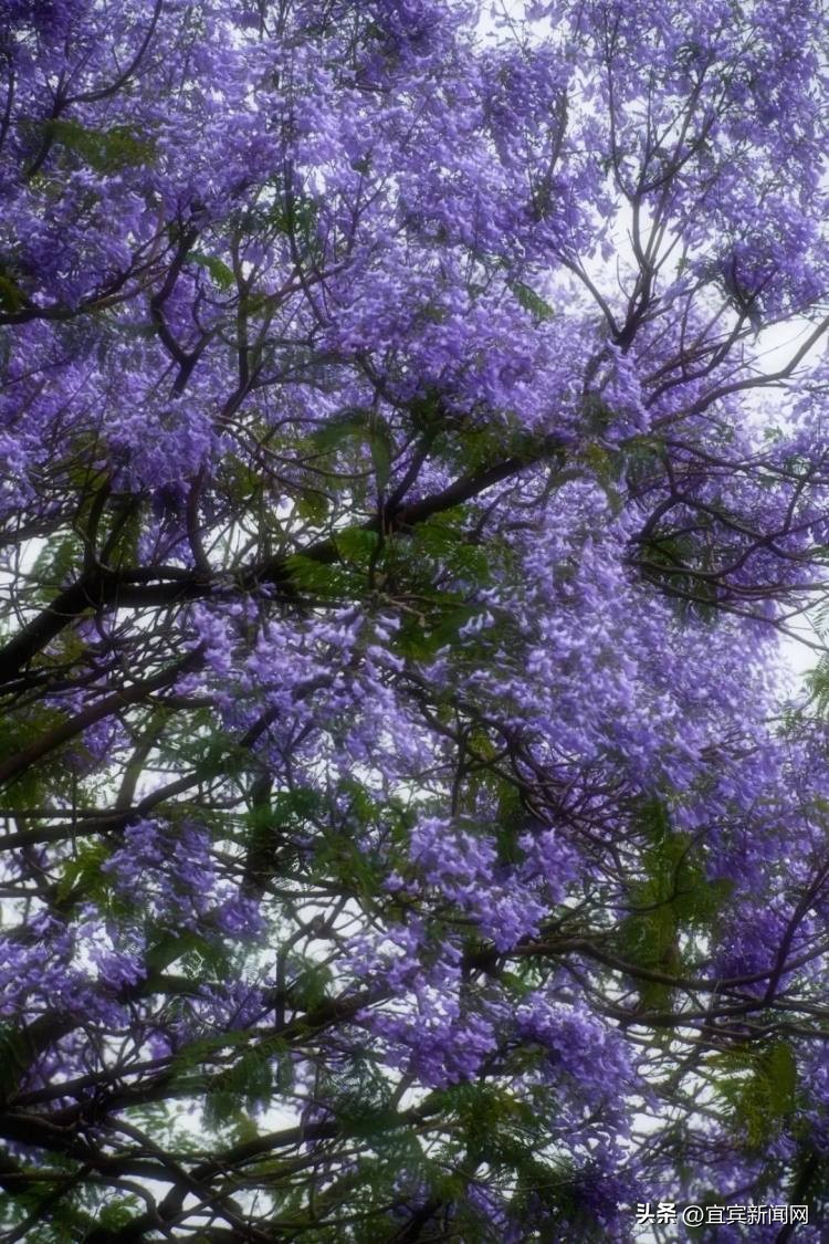 泸州蓝花楹打卡地,蓝花楹打卡点照片