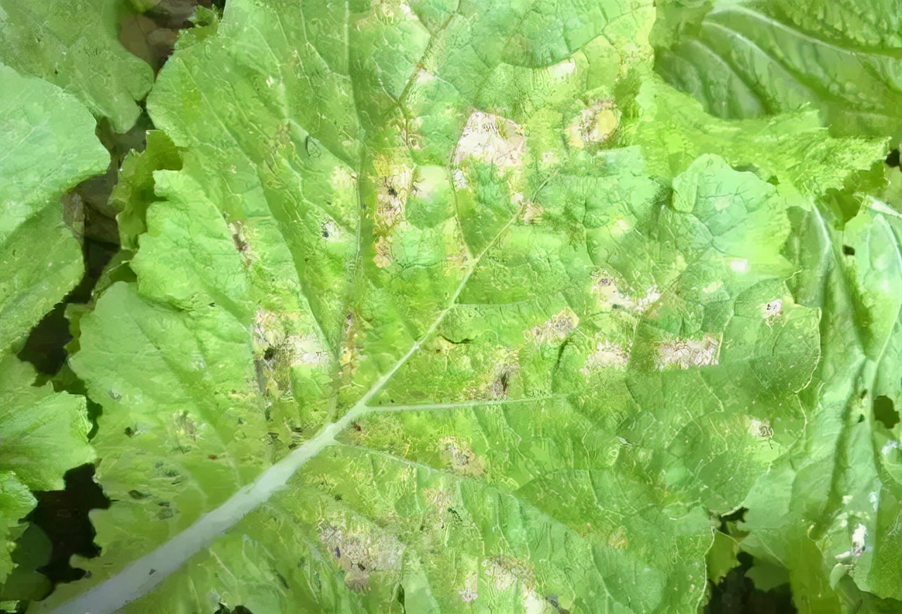 白菜霜霉病的危害症状是什么,白菜霜霉病最佳治愈方案