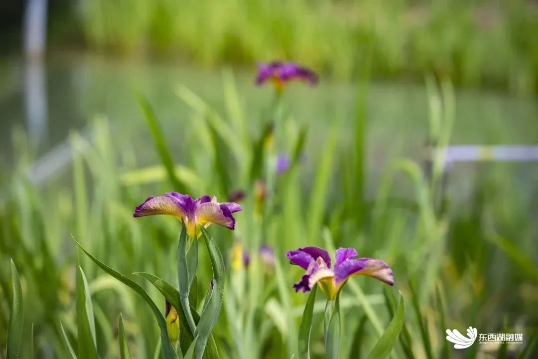 武汉东西湖奥林匹克花园,武汉东西湖碧海花园