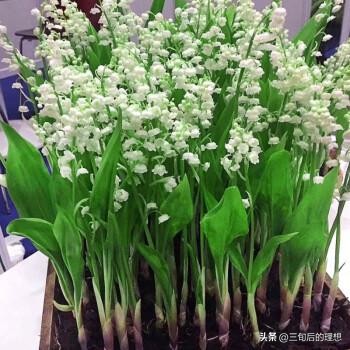 铃兰花的养殖方法视频教程,铃兰花该怎么养好看图片