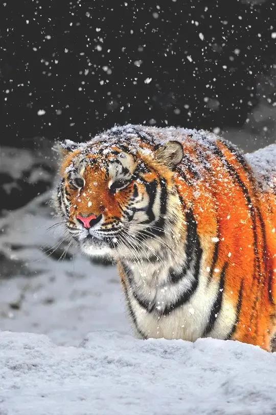 戏说老虎图文杂汇