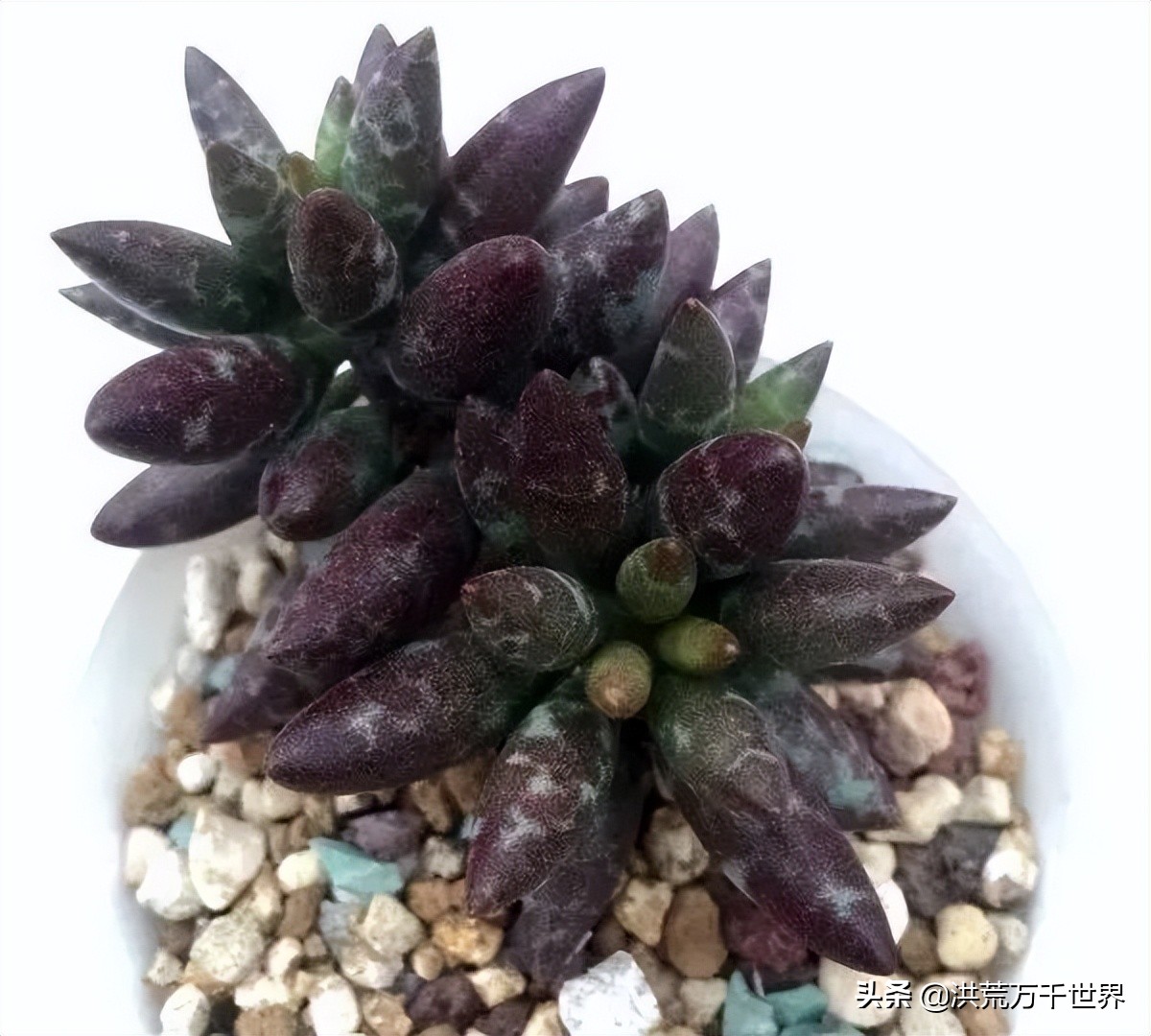 16元的多肉品种大全,水泡多肉养殖方法