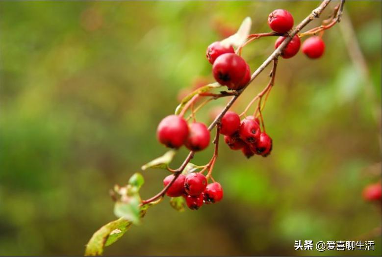 高血糖吃什么糖最好,高血糖忌口食物列表大全最新