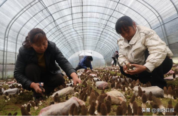 羊肚菌助农走上致富路,桐柏哪里收购羊肚菌