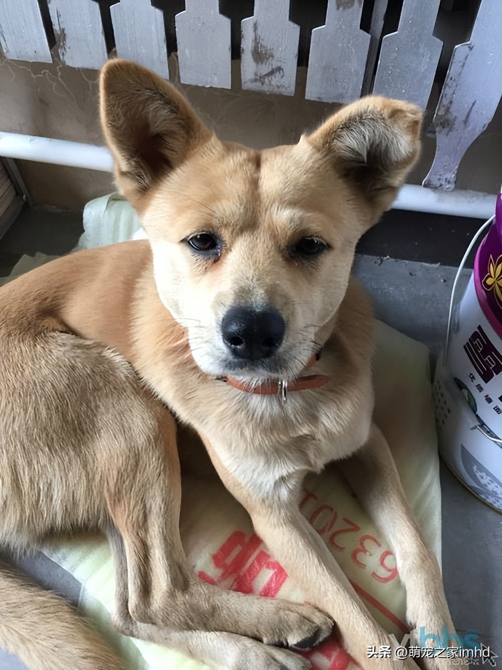 土狗不吃饭只想吃肉,土狗不吃东西一直咬泥巴