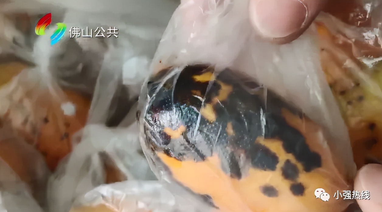 小男孩骗老爸的钱去买芒果,坑爹孩子爸爸吃火龙果