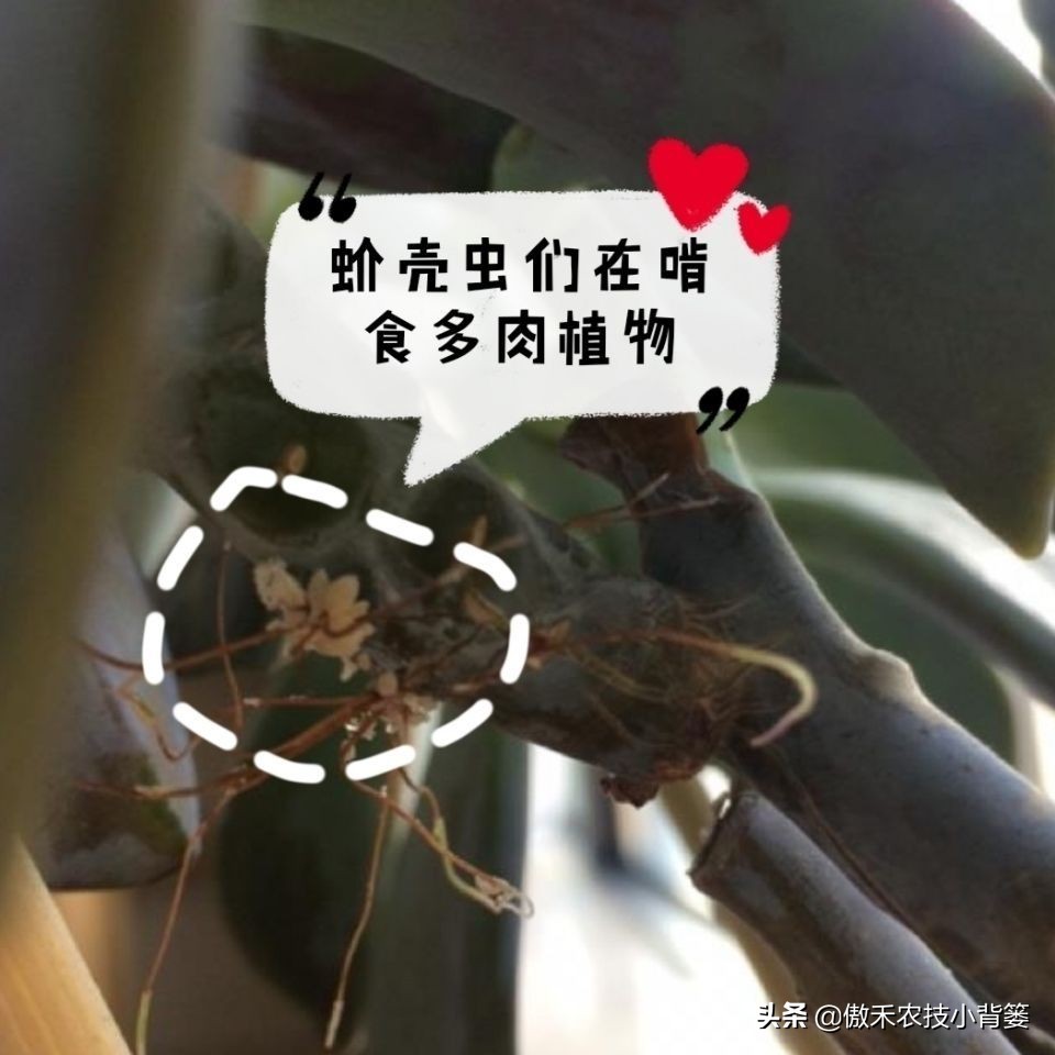 小小昆虫到底多可怕,小小红蜘蛛是什么