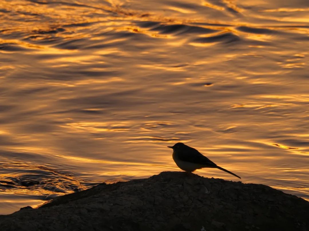 拍的鸟不够清晰怎么办,佳能拍鸟器材最佳配置