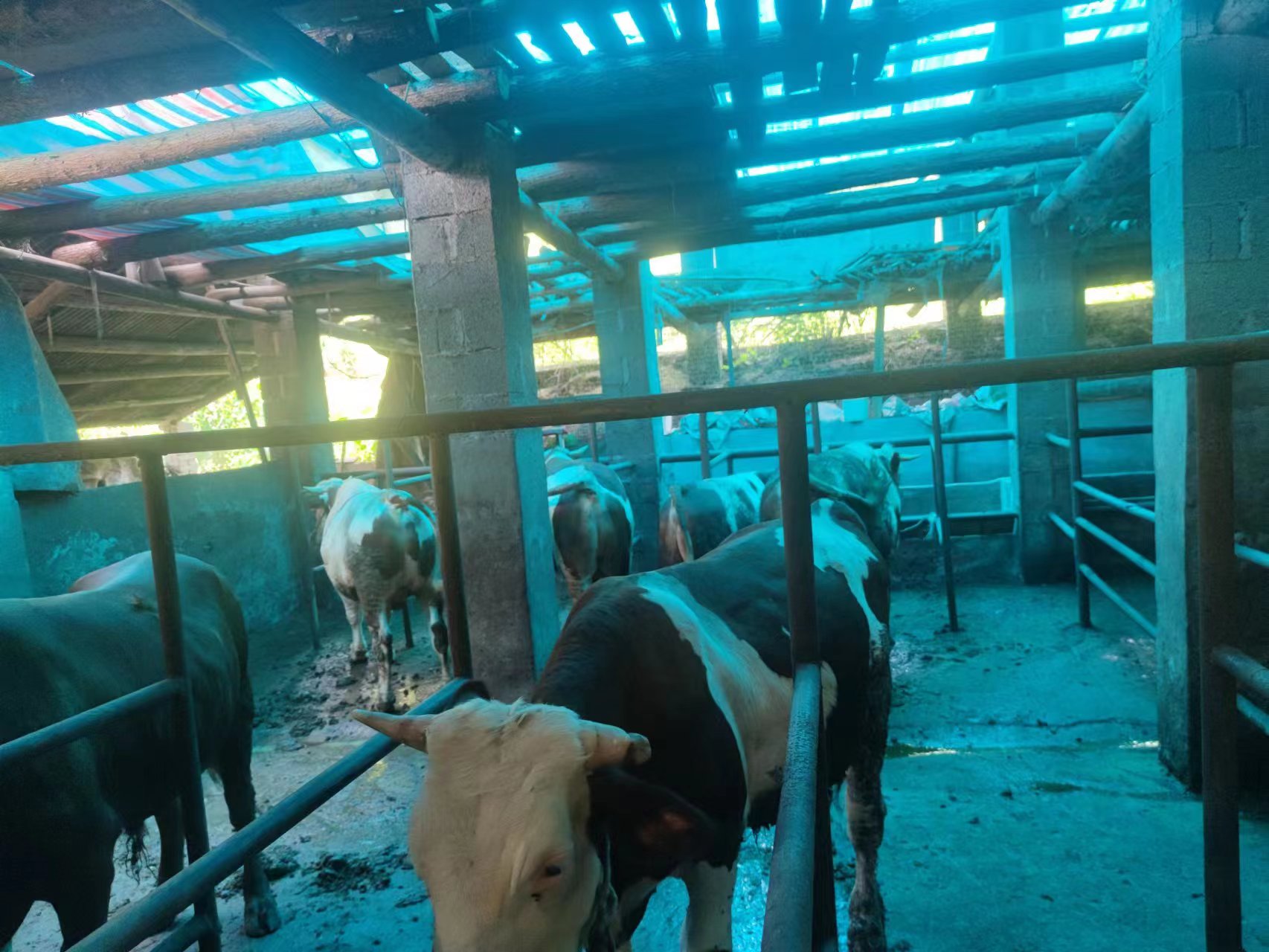 侯丙生山原生态牛