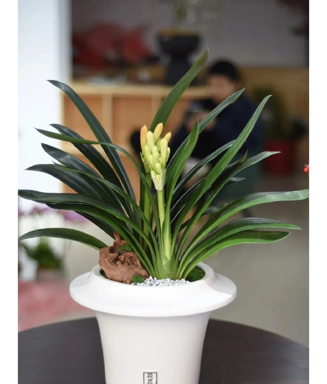 5种“爱喝醋”，6月一杯醋，黄叶不见了，开花一整年！