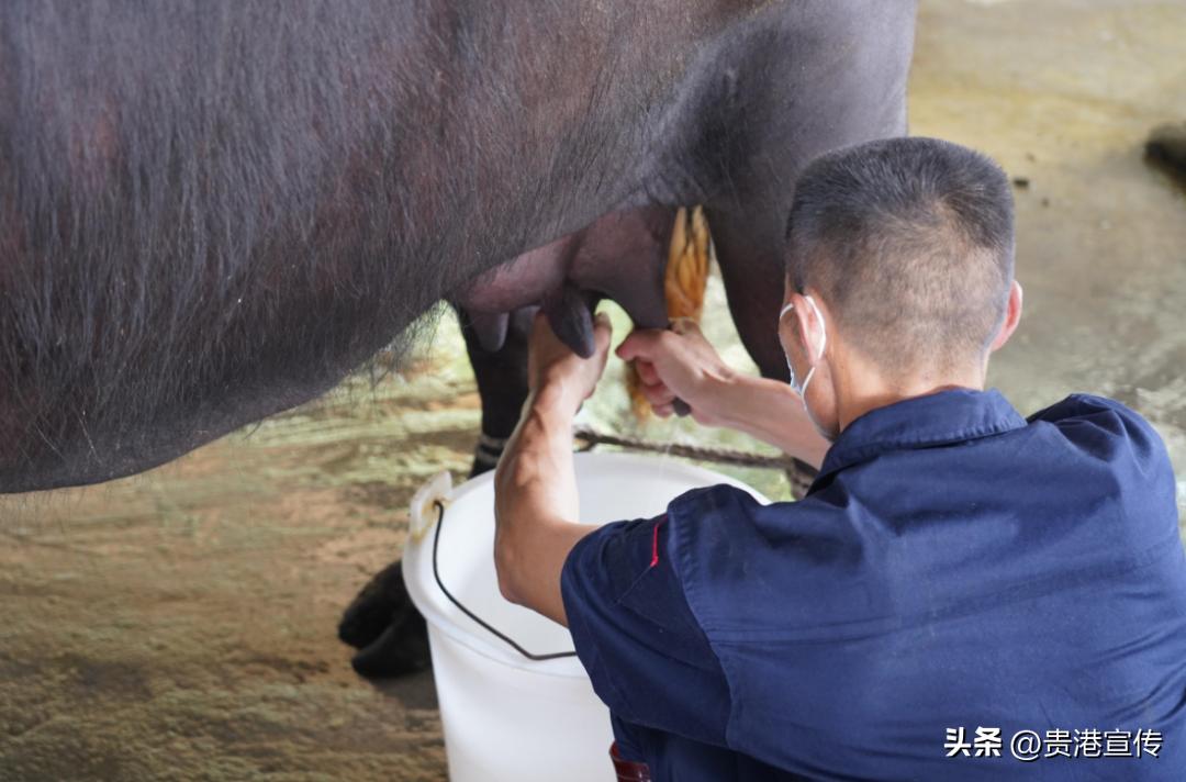 你平时喝的是公牛奶还是母牛奶,你平常喝的牛奶是真的牛奶吗