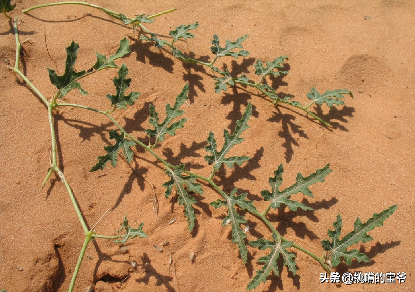 一身带刺长得像刺猬一样的西瓜，非洲沙漠中的水果——大羚羊瓜