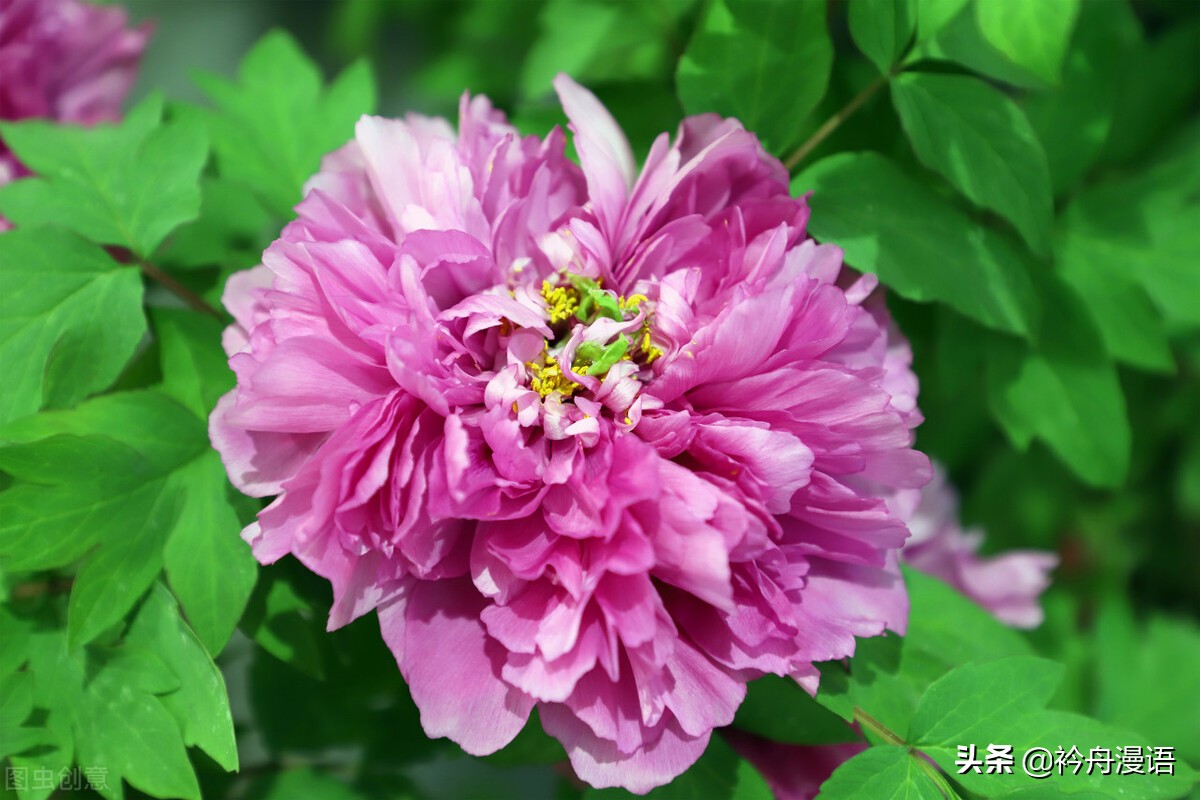 牡丹真国色花开时节动京城的意思,牡丹真国色花开时节动京城谁写的