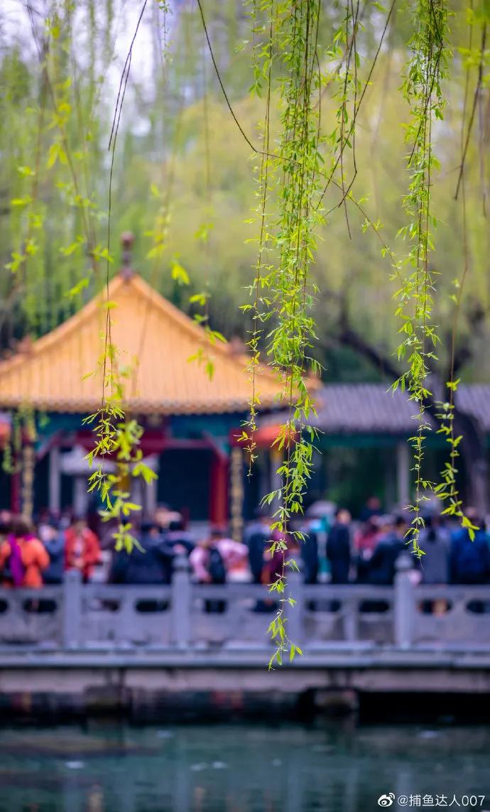 济南的春天来了吗,济南春天来了