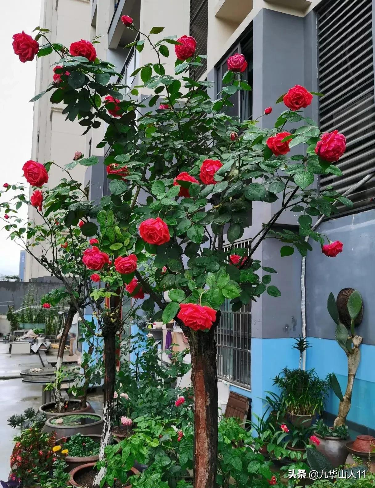 大花浓香勤花的月季品种,大花月季品种介绍大全图片及价格