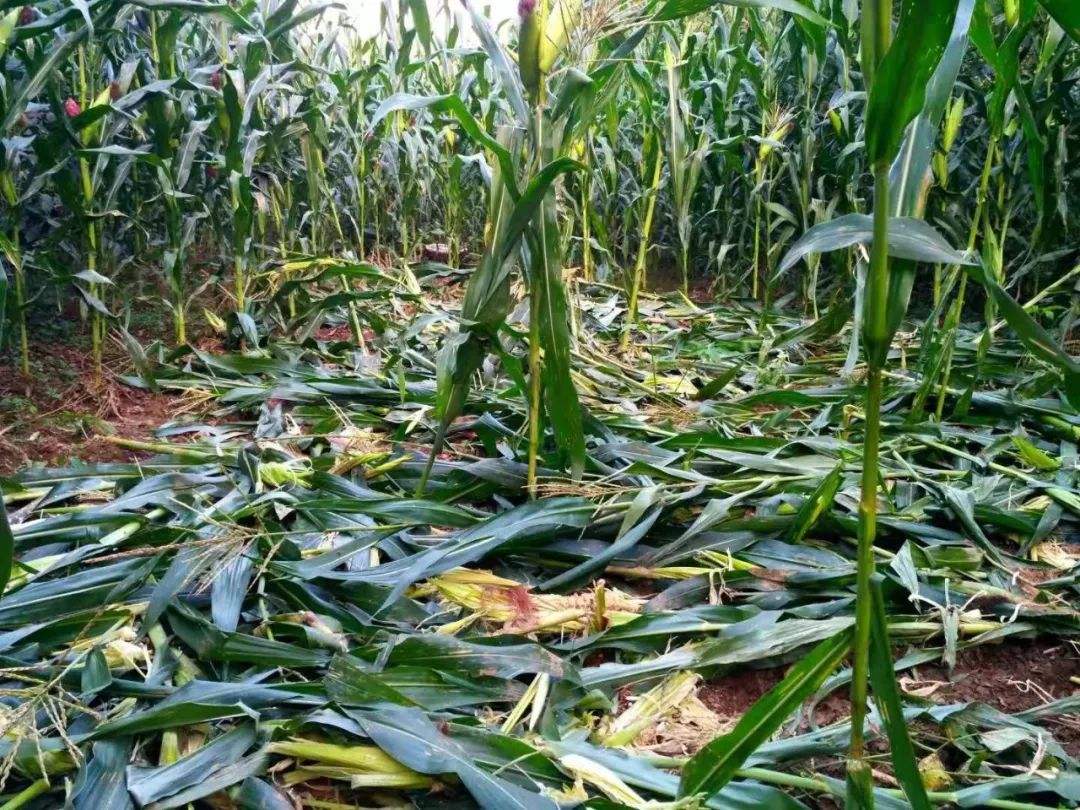 抓8000只蟾蜍，江苏男子获利近百万，背后是怎样隐蔽的“黑产”？