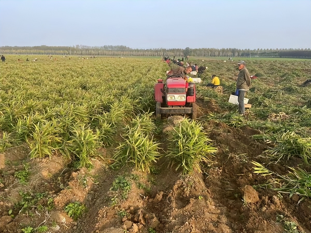 贵州黔西生姜喜丰收村民采收忙,喜丰收果农笑开颜