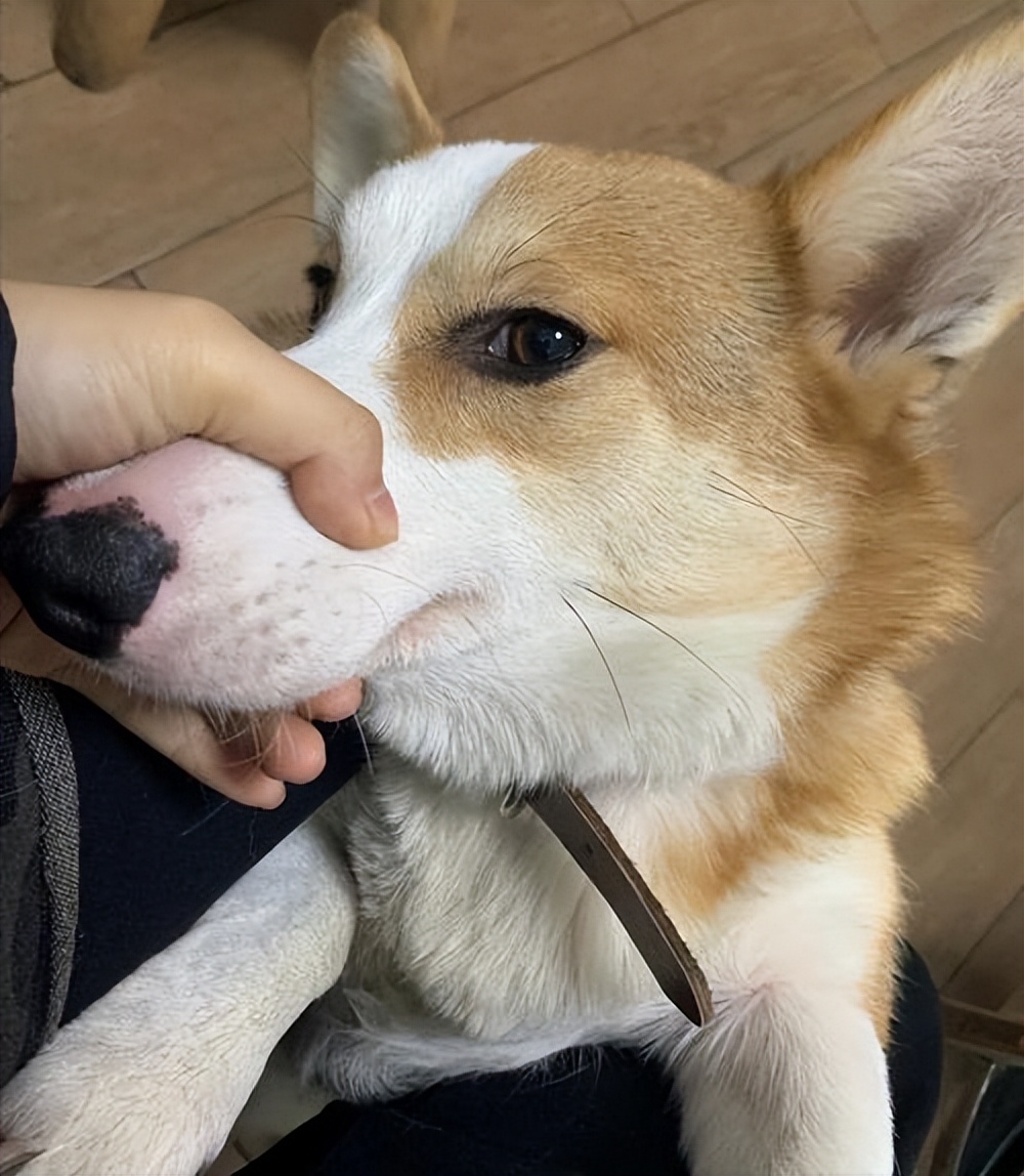 狗狗不停舔嘴巴舔鼻子,狗天天舔爪子舔的很脏