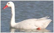 鸟类在分类学中统称为什么,鸟纲分类总表