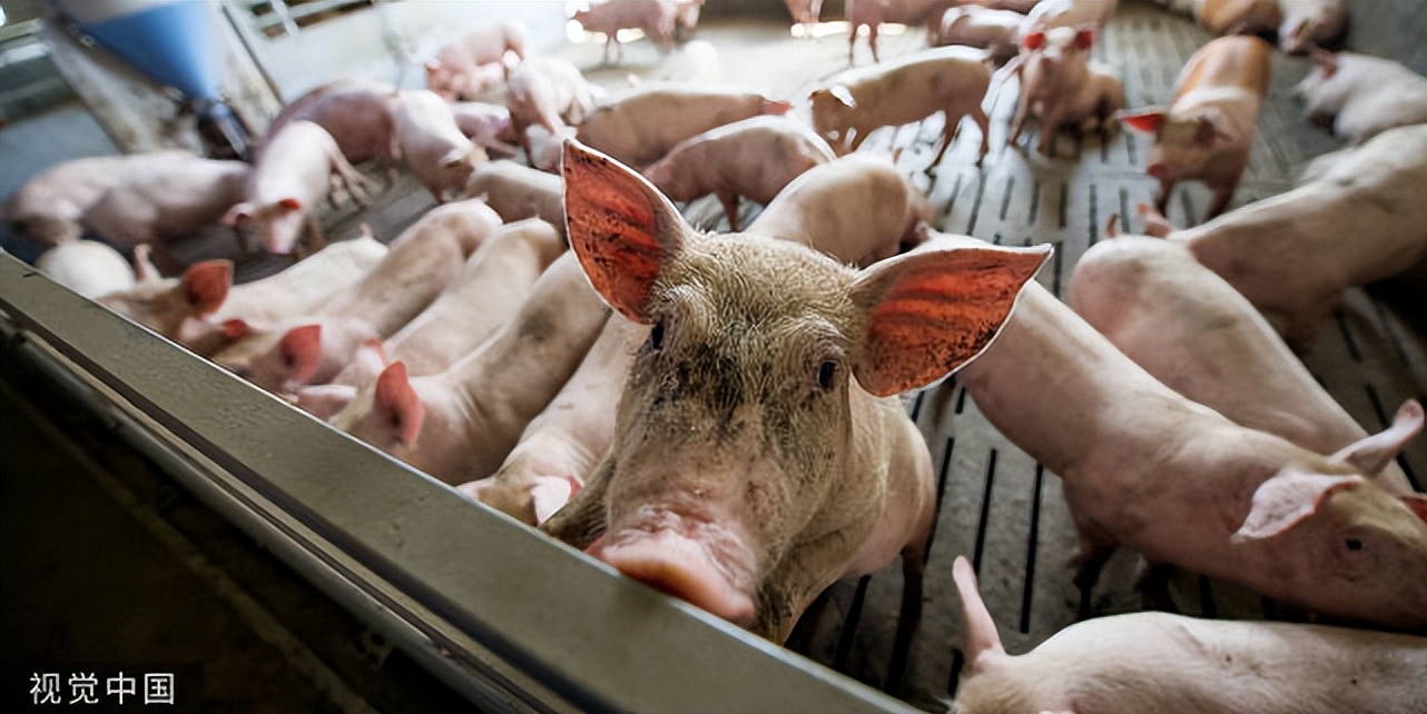 母猪吐不吃食打什么药,母猪吐食不吃食怎么治疗
