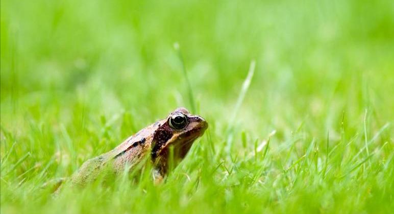 盘点十大难以杀死的动物,被砍了头的鸡还能活多久