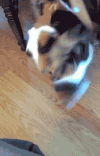 生物老师是女的,生物老师是个女的