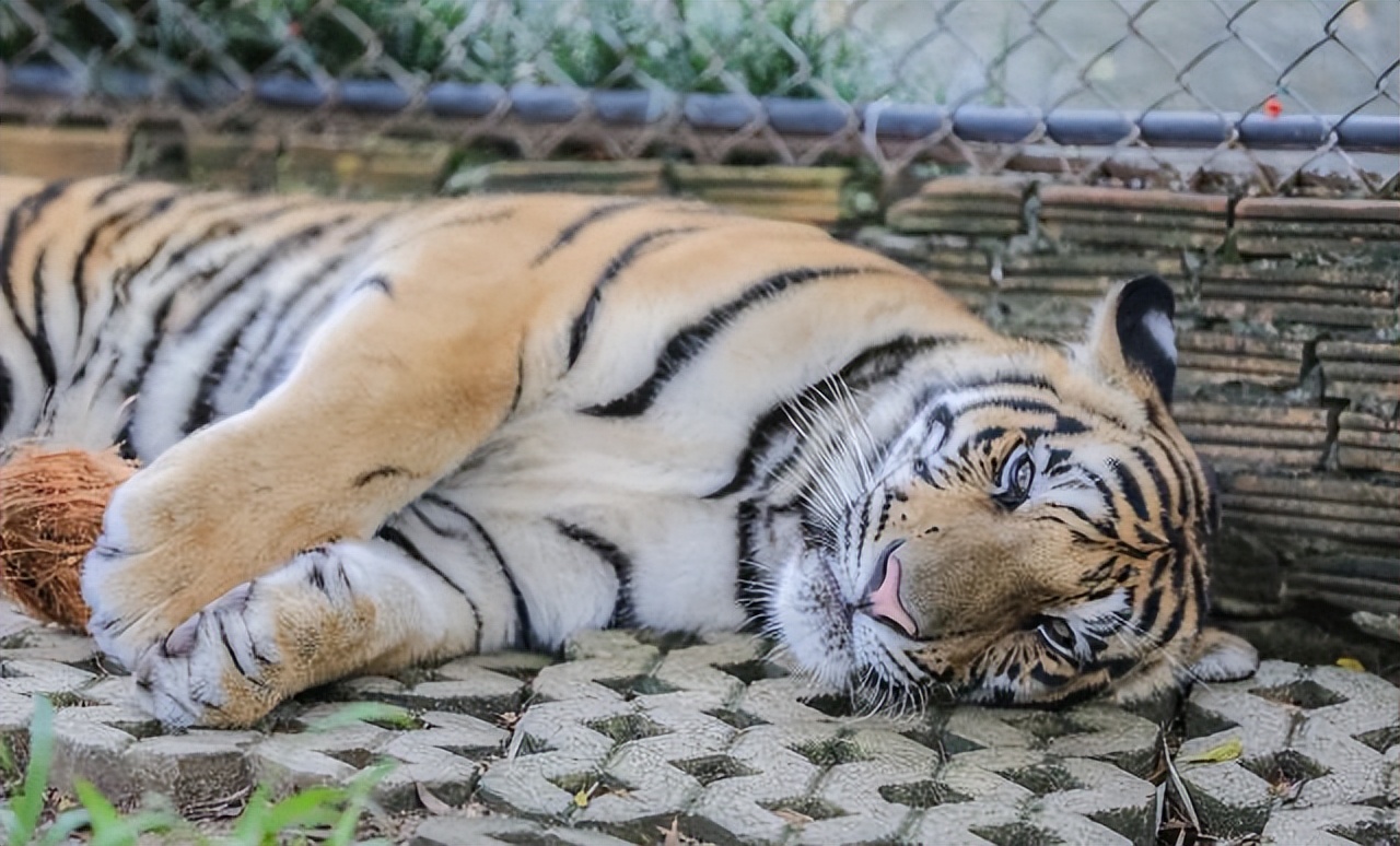 古今十副最长经典对联,民间最经典的十几句对联