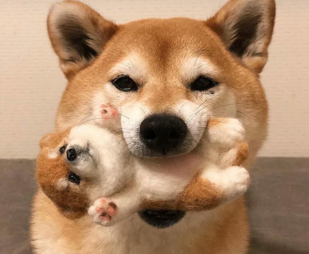 狗狗指甲硬怎么修复,狗狗不听话剪指甲一招教你搞定它