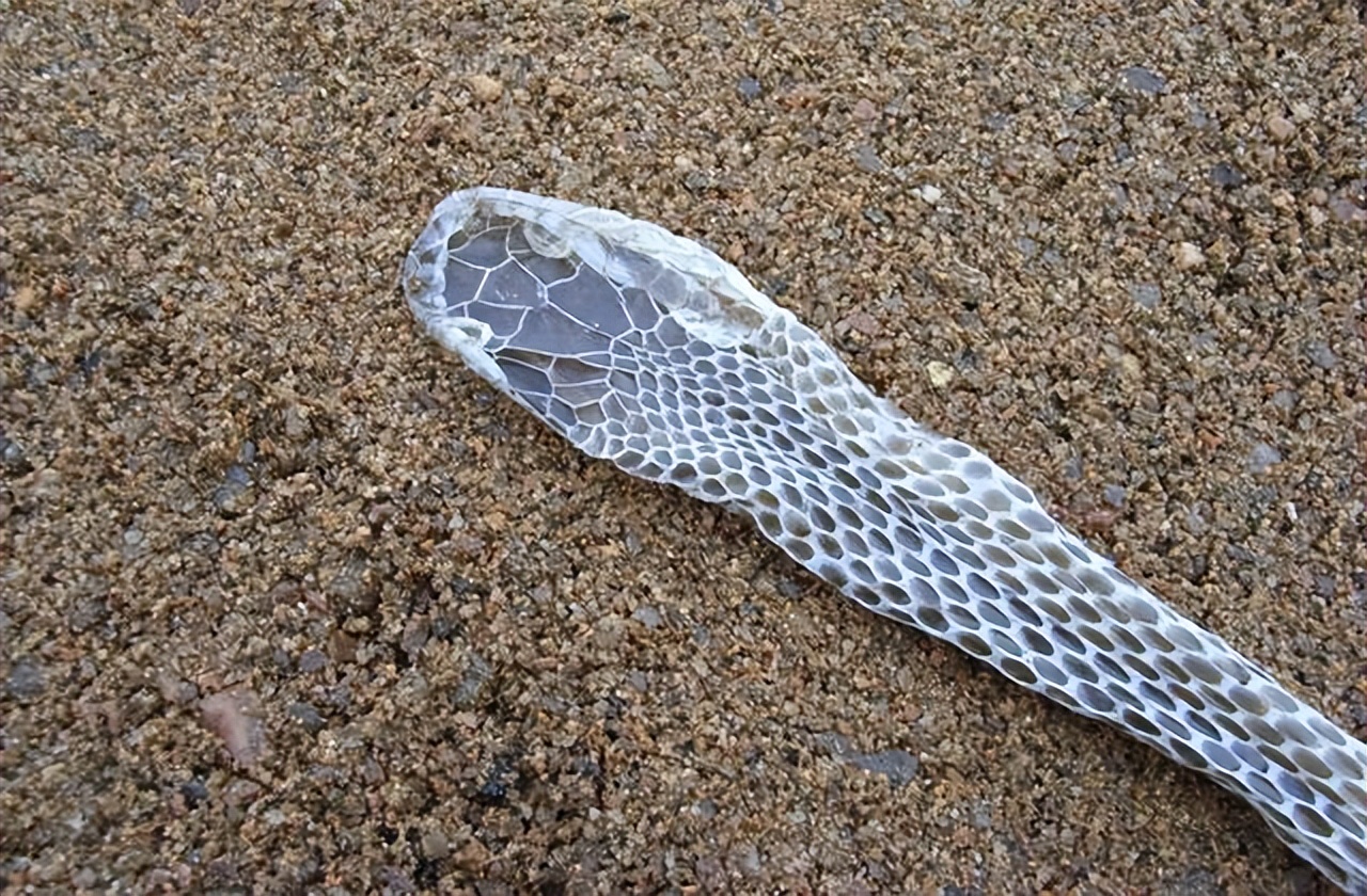 深圳南山区发现巨蛇,深圳惊现巨蛇