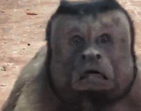 国字形脸的猴子,国字脸和络腮胡的猴子