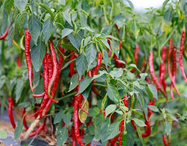 江西十大能带走吃的特产,江西特产有哪些值得吃