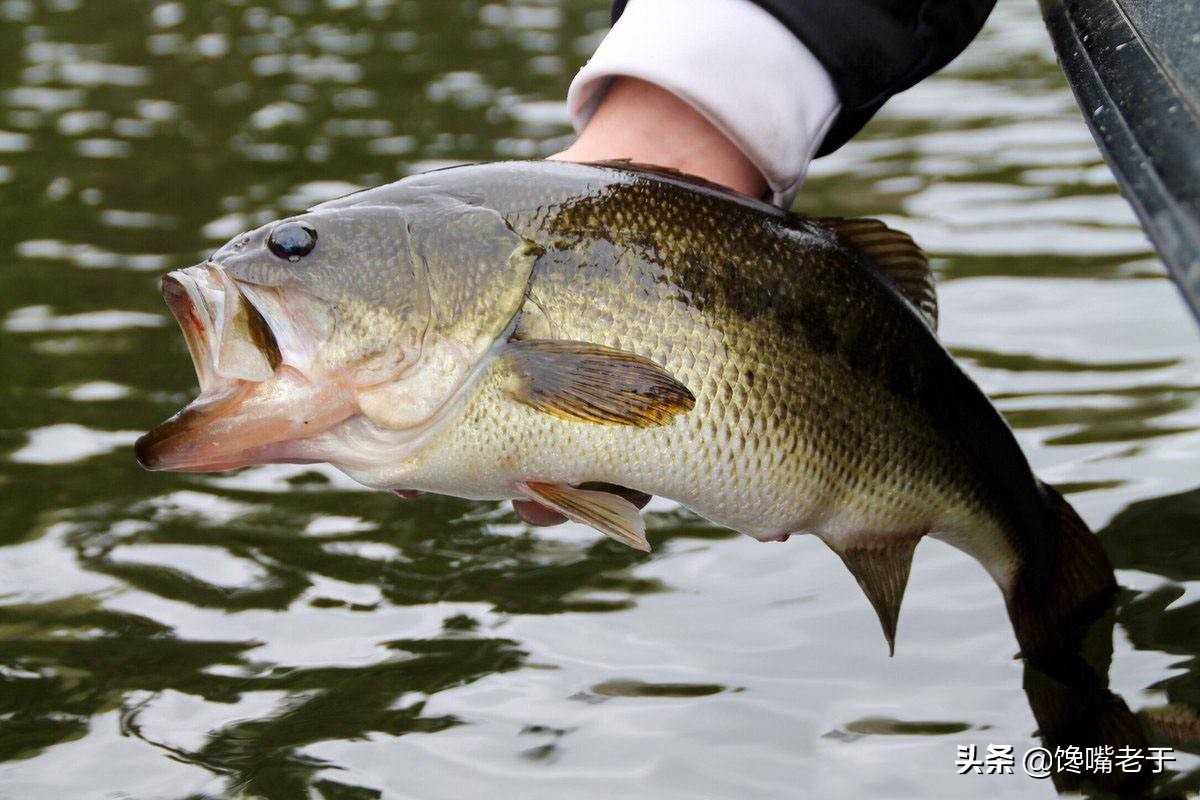 买鲈鱼肚子大的好还是小的好啊,买鲈鱼公的好还是母的好