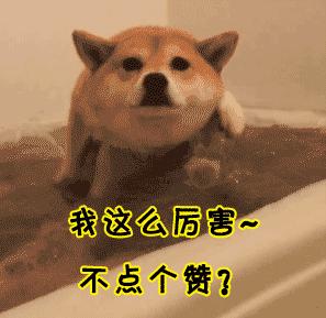 狗狗开始厌食是怎么了,狗狗厌食吃草