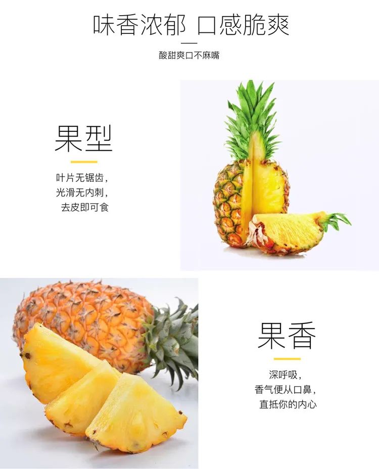 遇上凤梨，了解一个外表粗糙、内心甜美的“热带水果姑娘”！